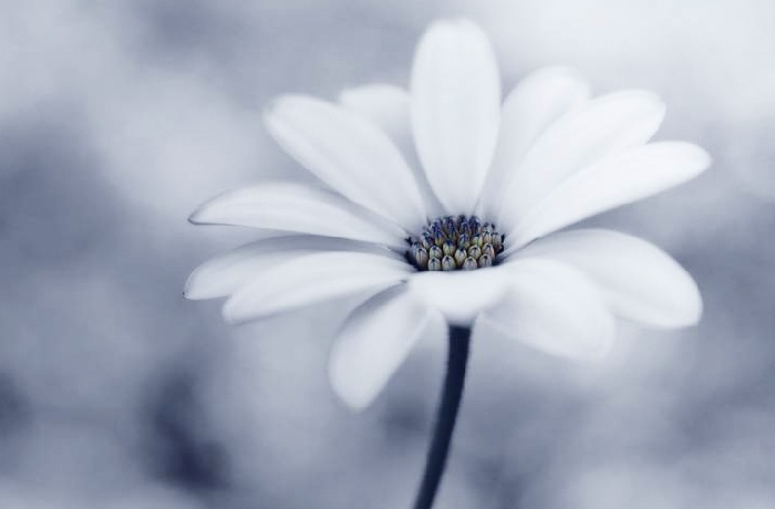 Blumenfotos und Blüten.