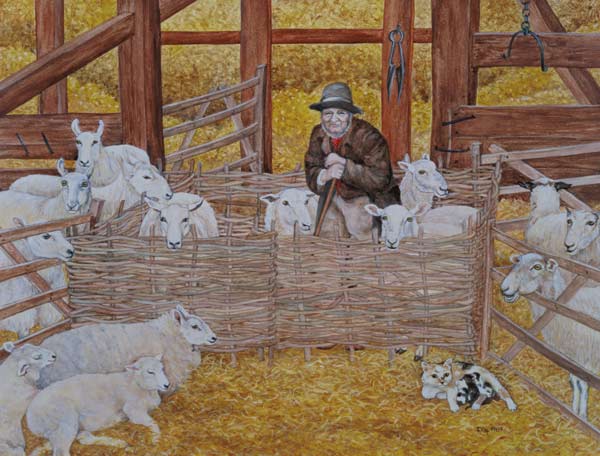 Barn-sheep  von Ditz