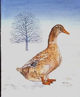 Winter-Duck