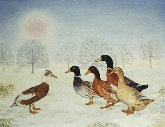 Winter-Ducks von Ditz