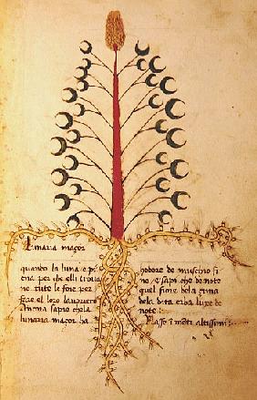 Ms 1591 Fol.13r Herba Lunaria Maggiore