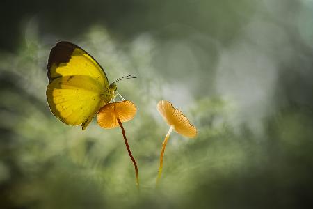 Gelber Schmetterling auf Pilz
