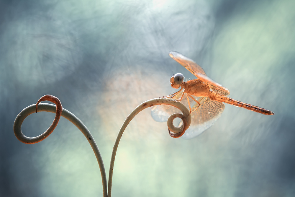 Goldene Libelle auf Ranke von Abdul Gapur Dayak