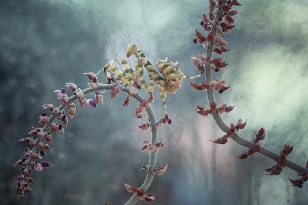 Zwischen wilden Blumen