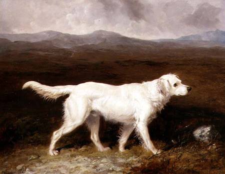 Charles Brett's White English Setter 'Sam' in a Moorland Landscape von Abraham Cooper