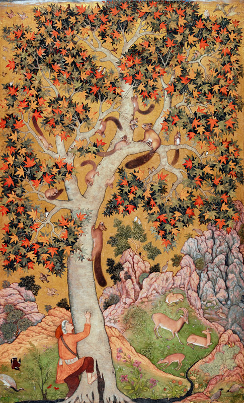 Johnson Album I, No.30 Squirrels on a plane tree, Mughal von Abu'l Hasan