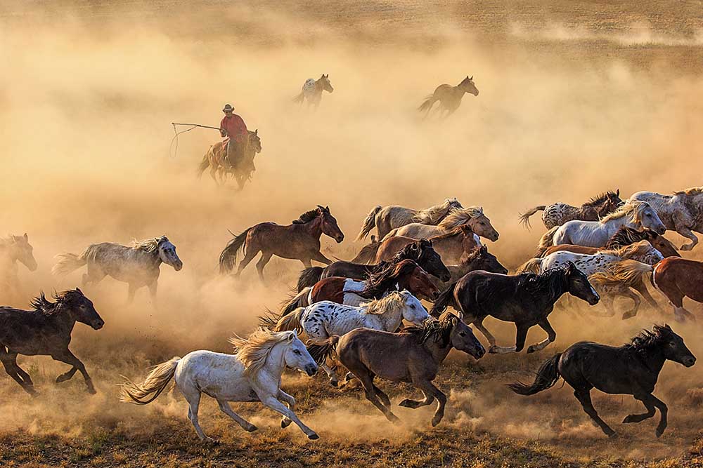 Pferderennen von Adam Wong