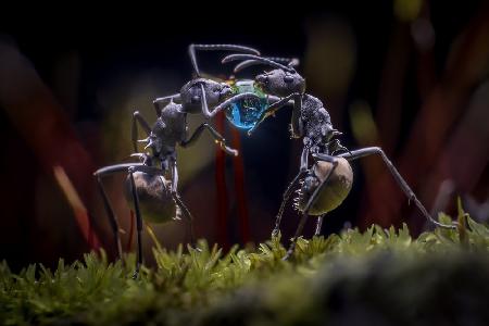 Die zwei Ameisen