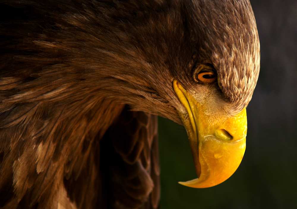Eagle pursues prey von Adriana K.H.
