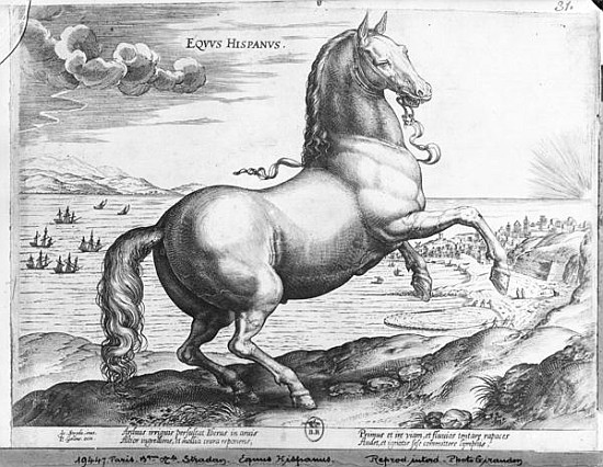 Equus Hispanus von (after) Jan van der (Joannes Stradanus) Straet