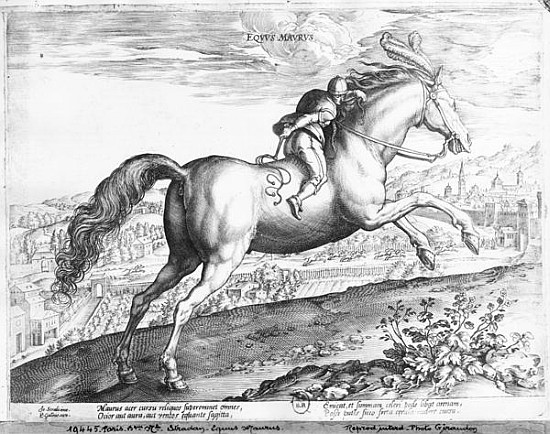 Equus Maurus von (after) Jan van der (Joannes Stradanus) Straet
