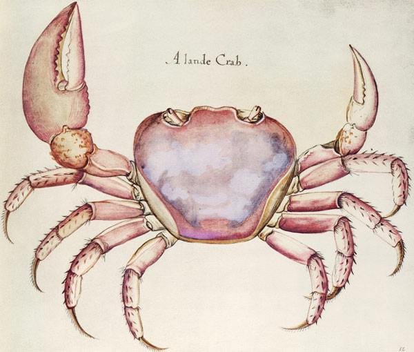 Land Crab von (after) John White