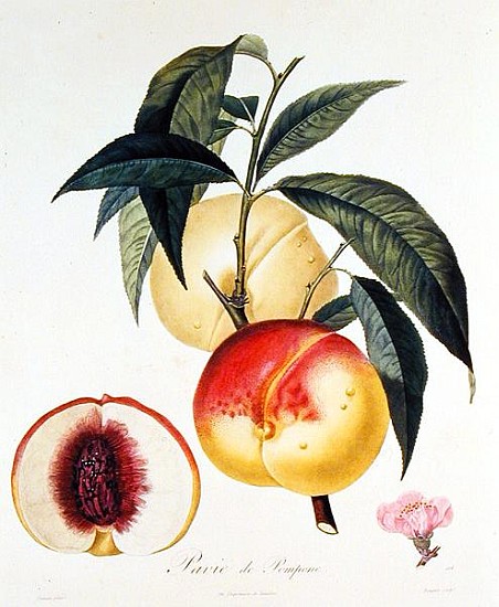 Pavie de Pompone; engraved by Bouquet von (after) Pierre Antoine Poiteau