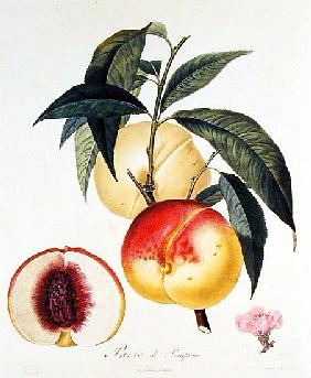 Pavie de Pompone; engraved by Bouquet