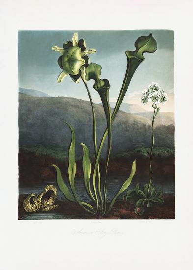Amerikanische Moorpflanzen aus dem Tempel der Flora (1807)