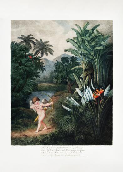 Amor inspiriert Pflanzen mit Liebe aus dem Tempel der Flora (1807)