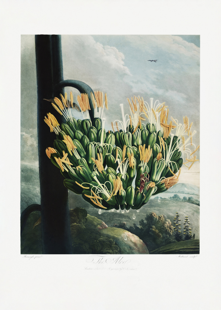 Die Aloe aus dem Tempel der Flora (1807) von Robert John Thornton