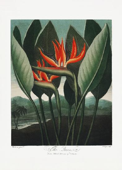 Die Königinpflanze aus dem Tempel der Flora (1807)