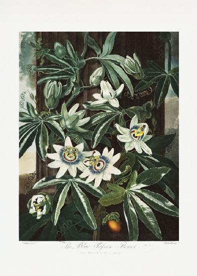 Die Passiflora Cerulea aus dem Tempel der Flora (1807)