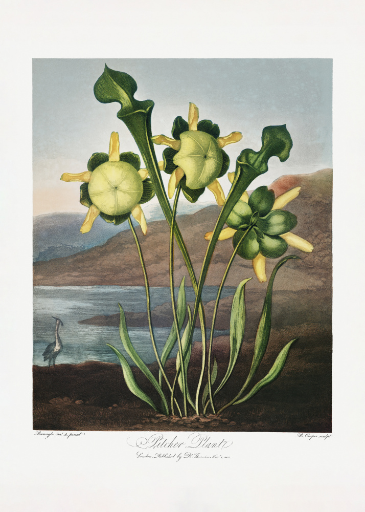 Kannenpflanze aus dem Tempel der Flora (1807) von Robert John Thornton