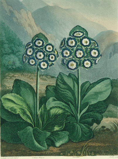 Primrose: Primula auricula, engraved by Sutherland, from Robert Thornton's "Temple of Flora" 1807, c von Robert John Thornton
