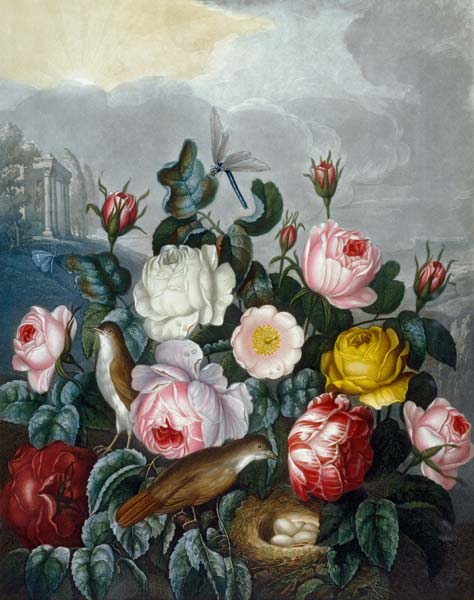 Roses / Aquatint after Thornton 1805 von Robert John Thornton