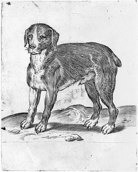 Dog von Agostino Carracci