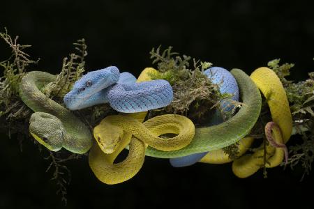 Trio gefährliche Viper