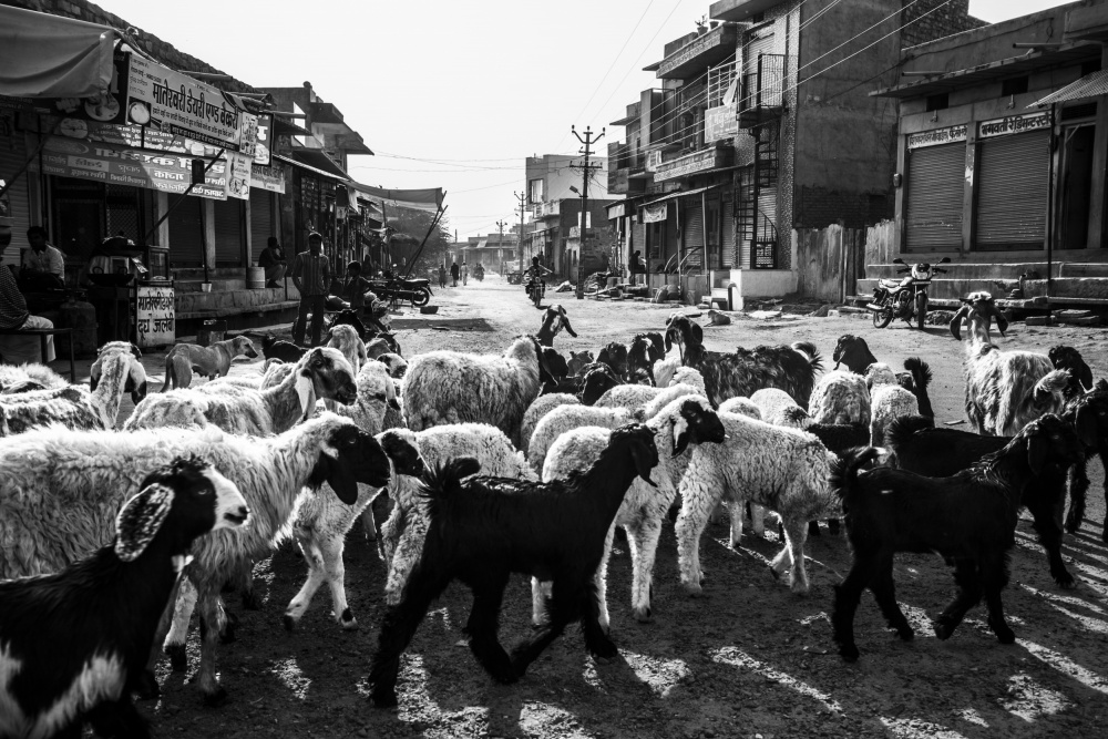 Eine Schafherde im Dorf Rohet von Ajit Rana