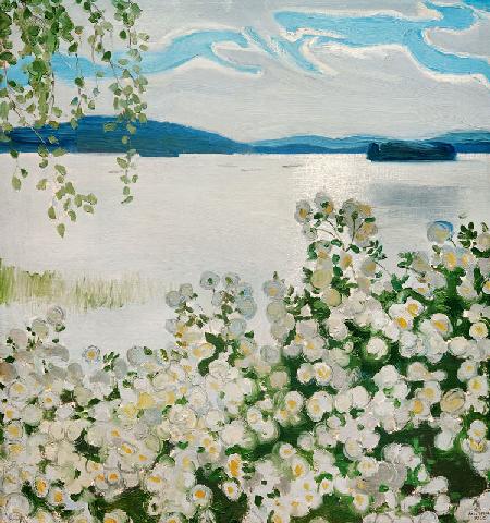 Weiße Rosen 1906
