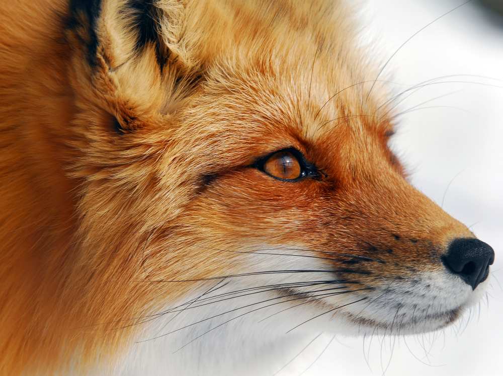 Red Fox von Alain Turgeon