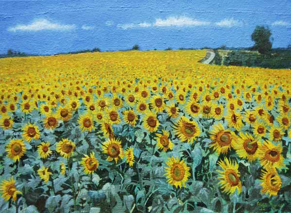 Field of Sunflowers, 2002 (oil on canvas)  von Alan  Byrne