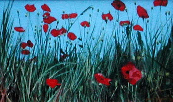 Poppies, 2002 (oil on canvas)  von Alan  Byrne