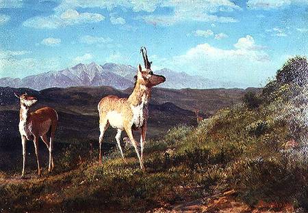 Antelope von Albert Bierstadt