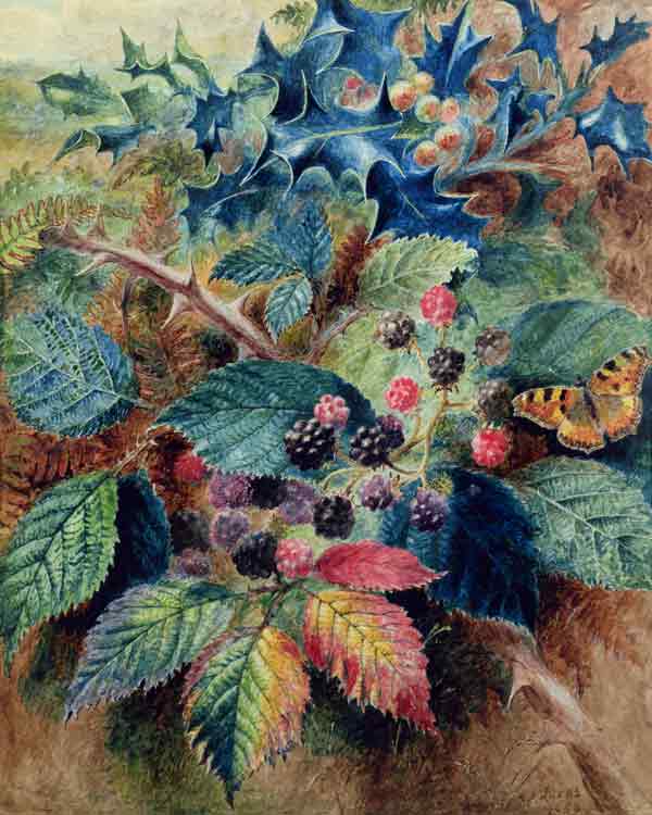 Blackberries and Holly with a Butterfly von Albert Durer Lucas