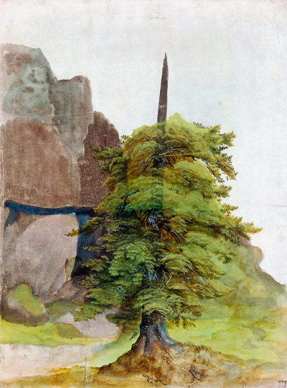 Baum. von Albrecht Dürer