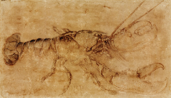 Hummer von Albrecht Dürer