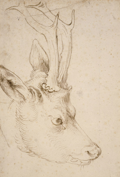 Kopf eines Rehbock von Albrecht Dürer