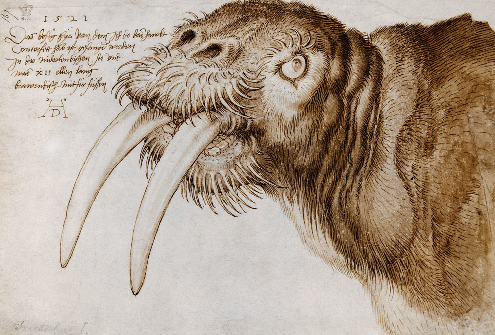 Walroß von Albrecht Dürer