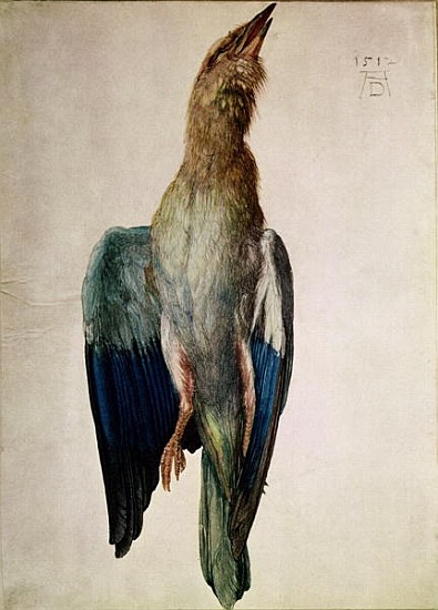 Blue Crow, 1512 (w/c & gouache on vellum) von Albrecht Dürer