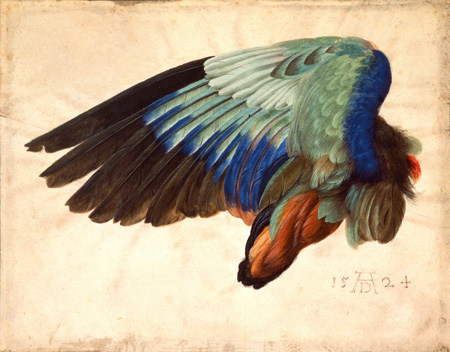 Flügel eines Vogels von Albrecht Dürer