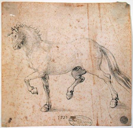 Horse von Albrecht Dürer