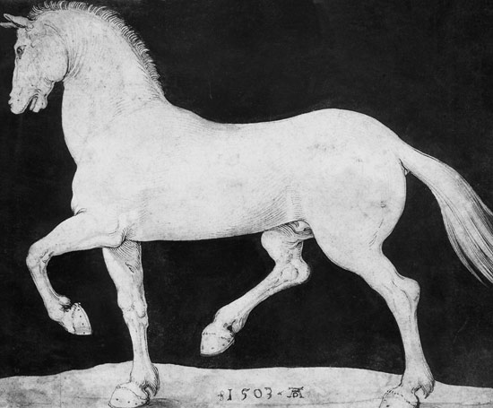 Pferd von Albrecht Dürer