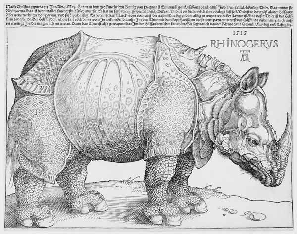 The Rhinoceros von Albrecht Dürer