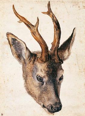 Head of a deer