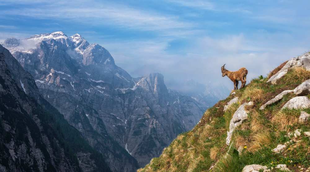 Alpine Ibex in the mountains von Ales Krivec