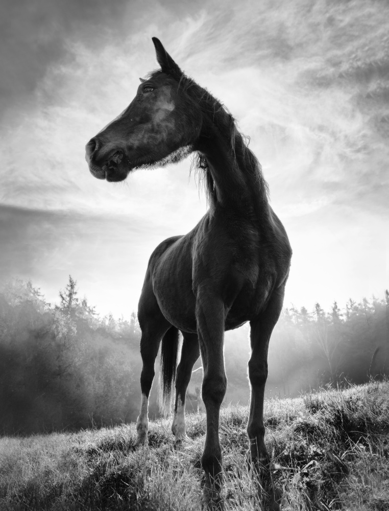 Pferd mit Hintergrundbeleuchtung von Alessandro Accordini