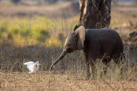 Elefantenjunges gegen Reiher