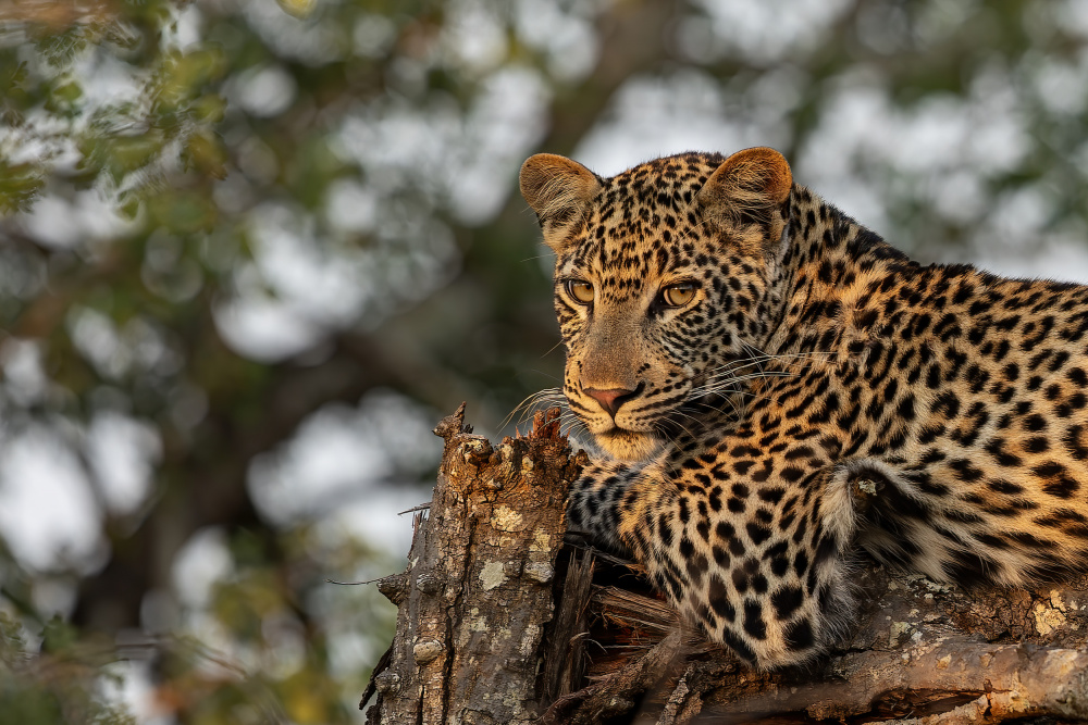Junger Leopard von Alessandro Catta