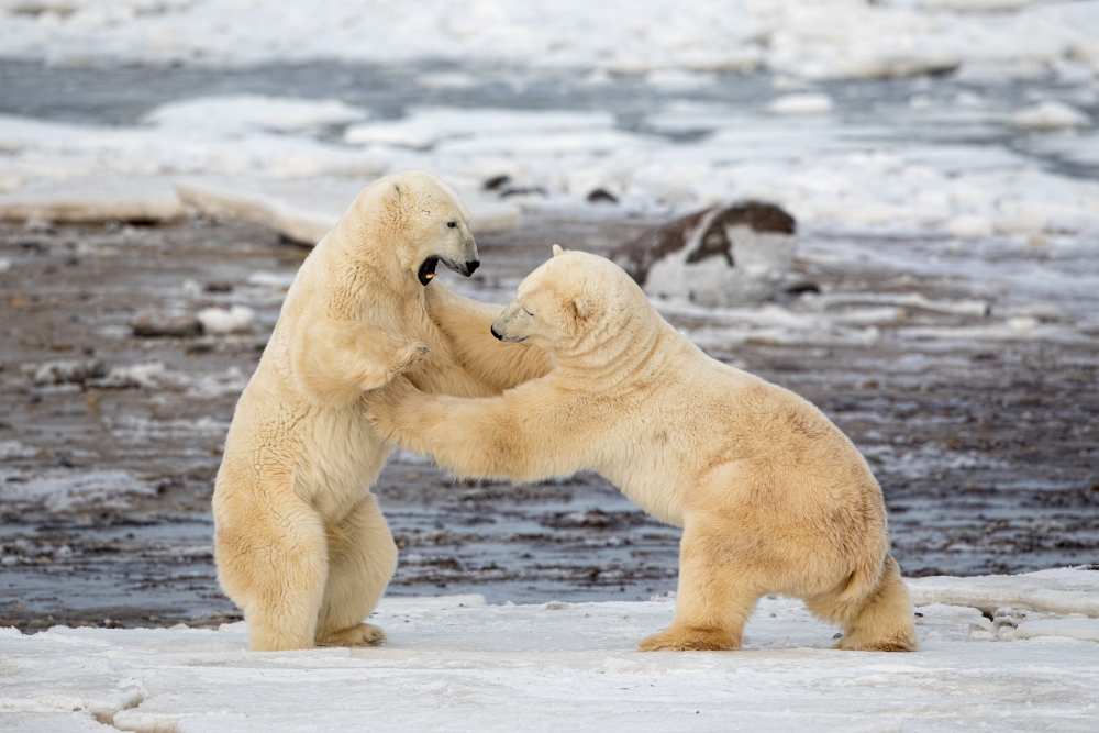 Polar Bears von Alessandro Catta